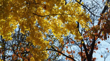 Güz aylarında güzel Wshington DC şehri manzarası