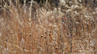 Şehrin kırsal kesiminde kışın vahşi orman manzarası