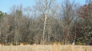 Şehrin kırsal kesiminde kışın vahşi orman manzarası