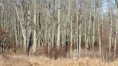 Şehrin kırsal kesiminde kışın vahşi orman manzarası