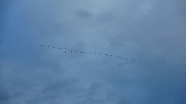 Mavi gökyüzünde özgürce uçan kuşlar