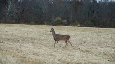 Birkaç vahşi geyik sonbahar otlağında yemek yiyor. 