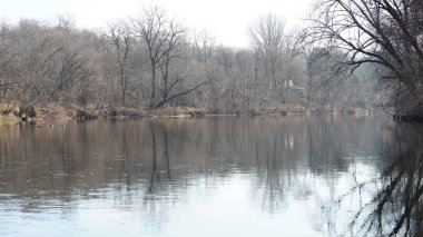 Nehirde yüzen vahşi ördekler gün batımını su yüzeyinde yansıtıyor.