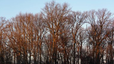 Orman manzarası. Kışın gün batımı güneşi üzerlerine vuruyor.
