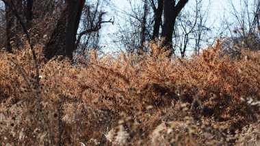 Vahşi sazlıklar kışın gün batımını izlemez. 