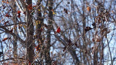 Küçük kırmızı bir kuş dinlenmek için dalda duruyor.