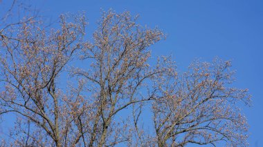 Ağaç dalları mavi gökyüzünü kışın arka plan olarak görür.