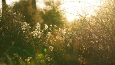 Vahşi sazlıklar kışın gün batımını izlemez. 