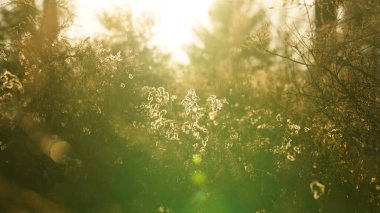 Vahşi sazlıklar kışın gün batımını izlemez. 