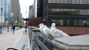 Birkaç martı kentteki köprü boyunca dinlenmek için duruyor.