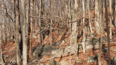 Orman manzarası. Kışın gün batımı güneşi üzerlerine vuruyor.