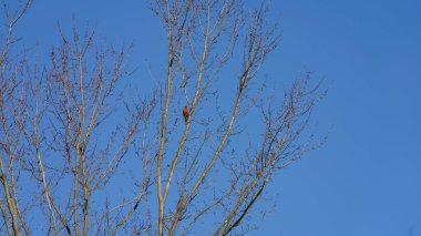 Dallar siluet görünümlü, arkaplan olarak gökyüzü