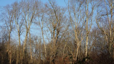 Dallar siluet görünümlü, arkaplan olarak gökyüzü
