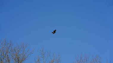 Bir kartal açık mavi gökyüzünde uçuyor
