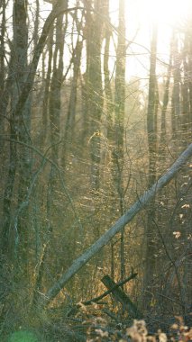 Kışın kalın dalları olan orman manzarası