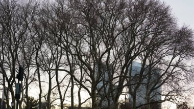 Dallar siluet görünümlü, arkaplan olarak gökyüzü