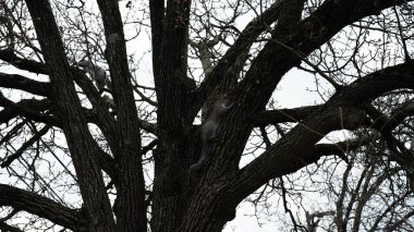 Dallar siluet görünümlü, arkaplan olarak gökyüzü