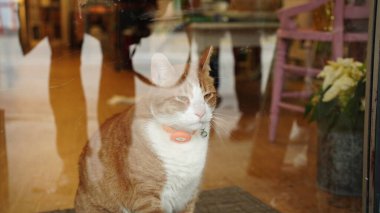 Şirin kedi bana dikkatle bakıyor.