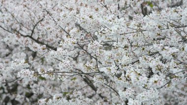 Baharda parkta açan beyaz kiraz çiçekleri