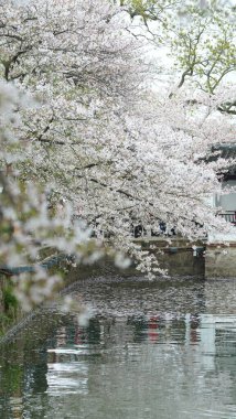 Baharda parkta açan beyaz kiraz çiçekleri