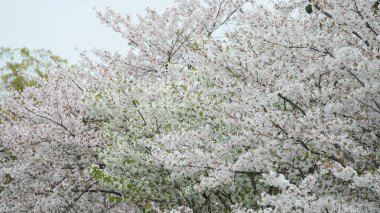Baharda parkta açan beyaz kiraz çiçekleri