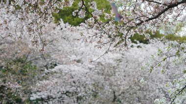 Baharda parkta açan beyaz kiraz çiçekleri