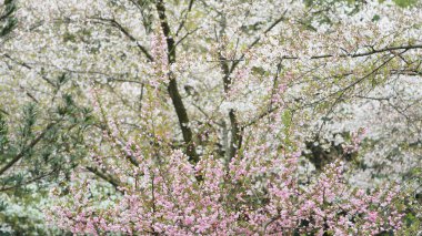 Baharda parkta açan beyaz kiraz çiçekleri