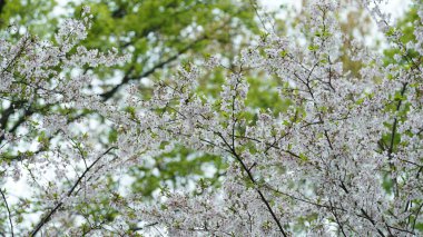 Baharda parkta açan beyaz kiraz çiçekleri