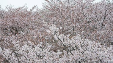Baharda parkta açan beyaz kiraz çiçekleri