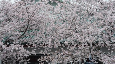 Baharda bahçede açan güzel çiçekler.