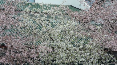 Baharda bahçede açan güzel çiçekler.