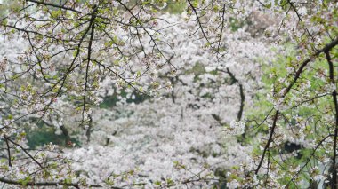 Baharda bahçede açan güzel çiçekler.