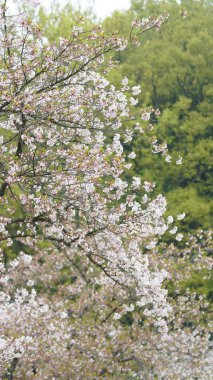 Baharda bahçede açan güzel çiçekler.
