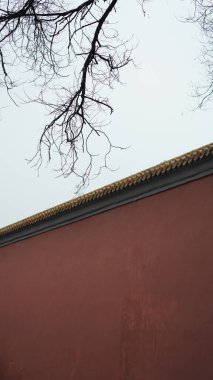 Dallar siluet görünümlü, arkaplan olarak gökyüzü