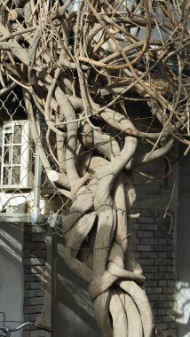 Bahçede yaşlı bir sarmaşık bitkisi 