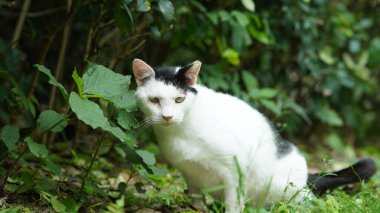 Şirin kedi bana dikkatle bakıyor.
