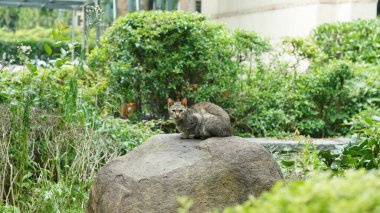 Şirin kedi bana dikkatle bakıyor.