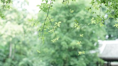 Saman çimleriyle yapılmış eski Çin evi.