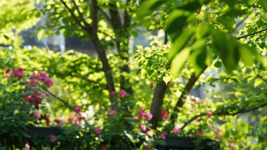 Baharda bahçede açan taze çiçekler.