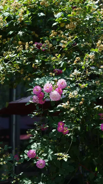 Baharda bahçede açan taze çiçekler.