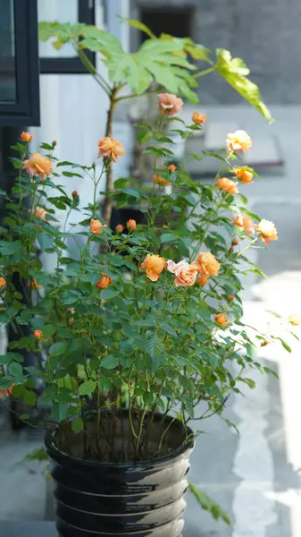 Baharda bahçede açan taze çiçekler.