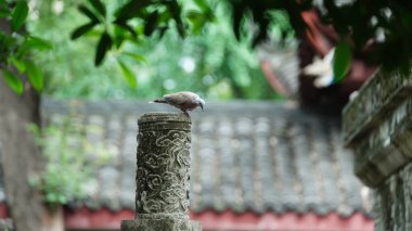 Çin tapınağında bulunan eski taş heykeller.