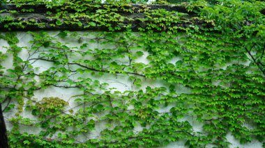 Klasik Çin bahçe binaları Çin Suzhou manzaralı