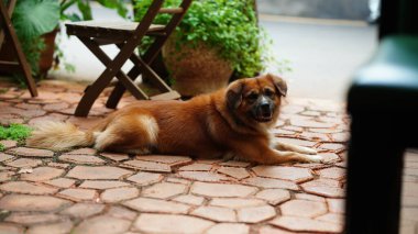 Bahçedeki sevimli köpek manzarası.