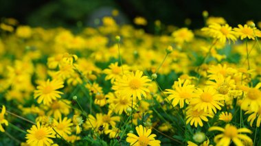 Yazın bahçede açan taze çiçekler.