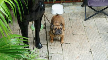Bahçedeki sevimli köpek manzarası.