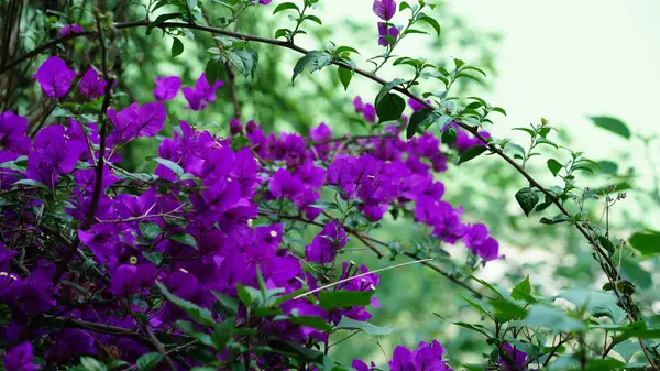 Yazın bahçede açan taze çiçekler.