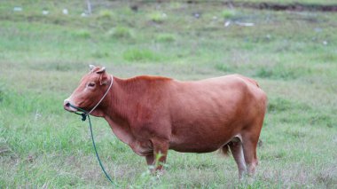 Yeşil çimlerde kendini besleyen kırmızı bir inek.