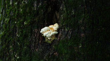 Yağmurlu bir günde ağacın gövdesinde büyüyen mantar.