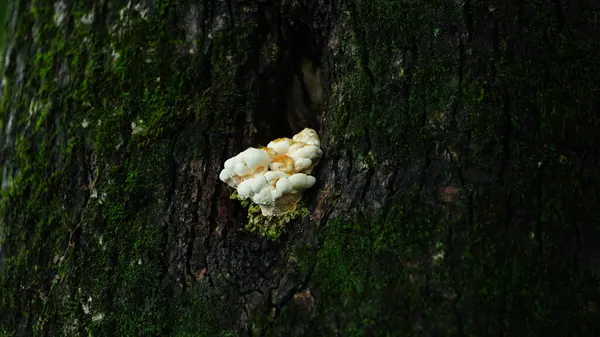 Yağmurlu bir günde ağacın gövdesinde büyüyen mantar.